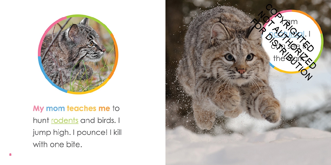 Baby Bobcats