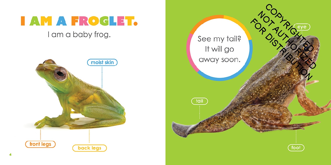 Baby Frogs