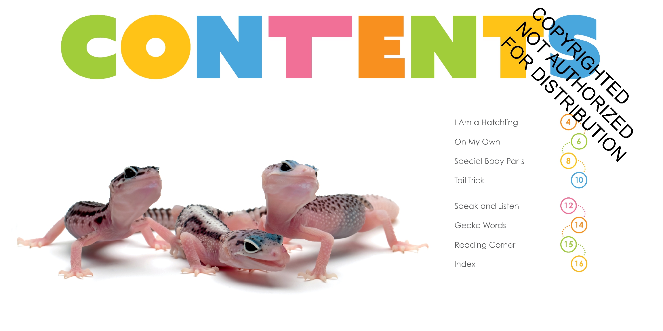 Baby Geckos