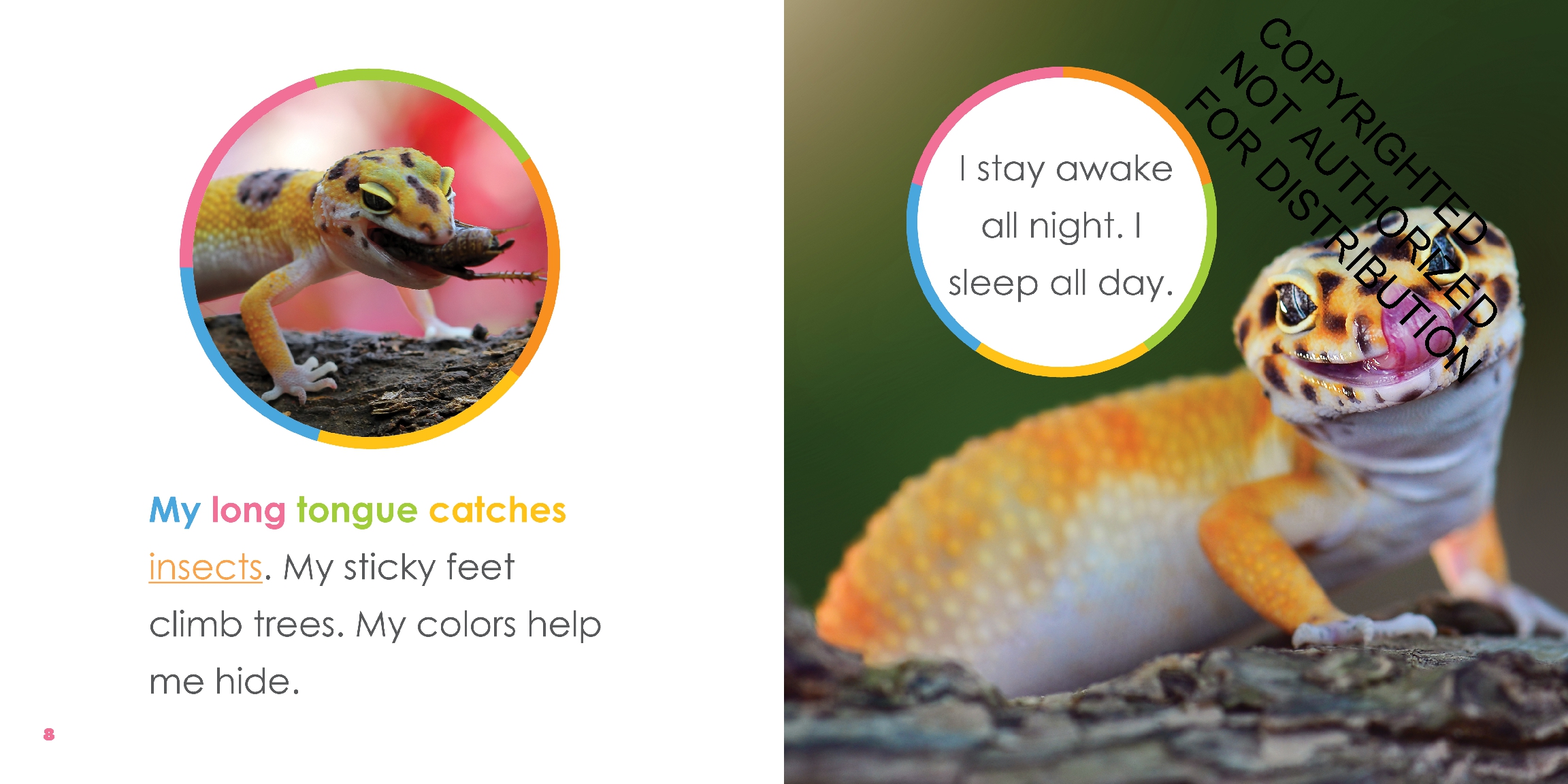 Baby Geckos