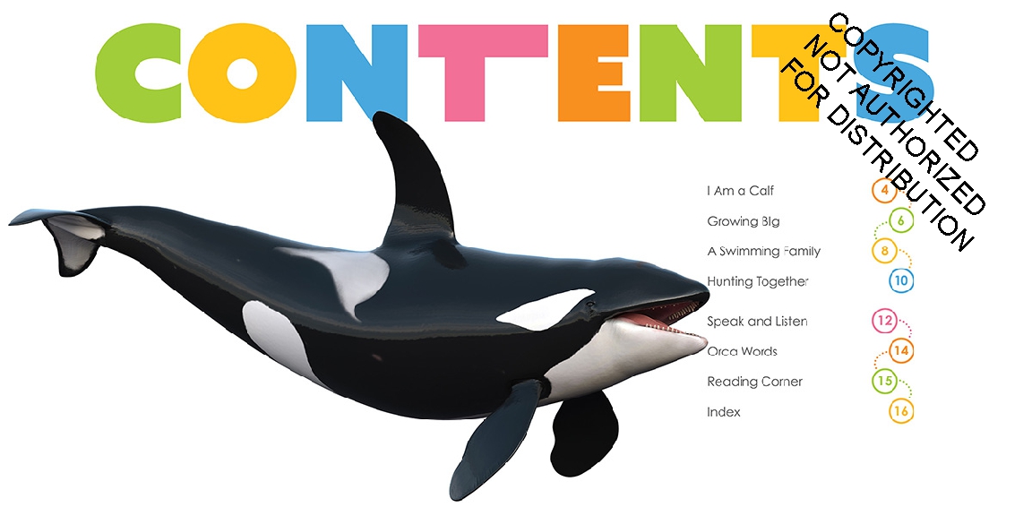 Baby Orcas