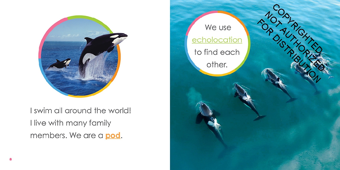 Baby Orcas