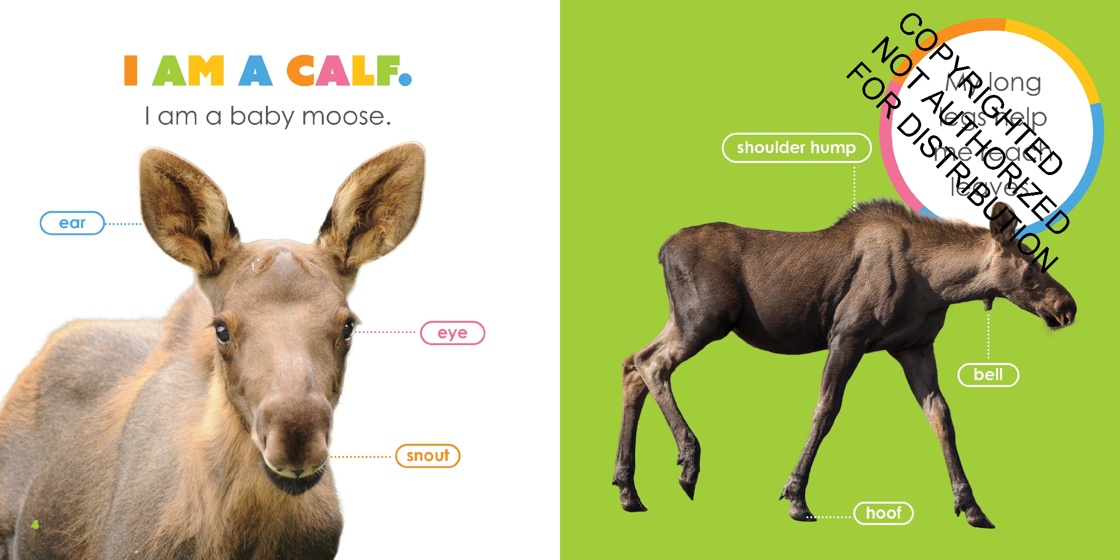 Baby Moose