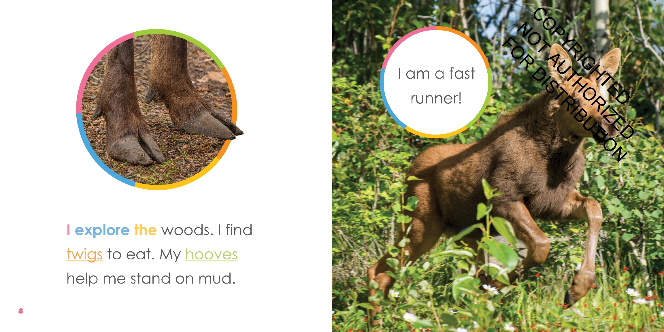 Baby Moose
