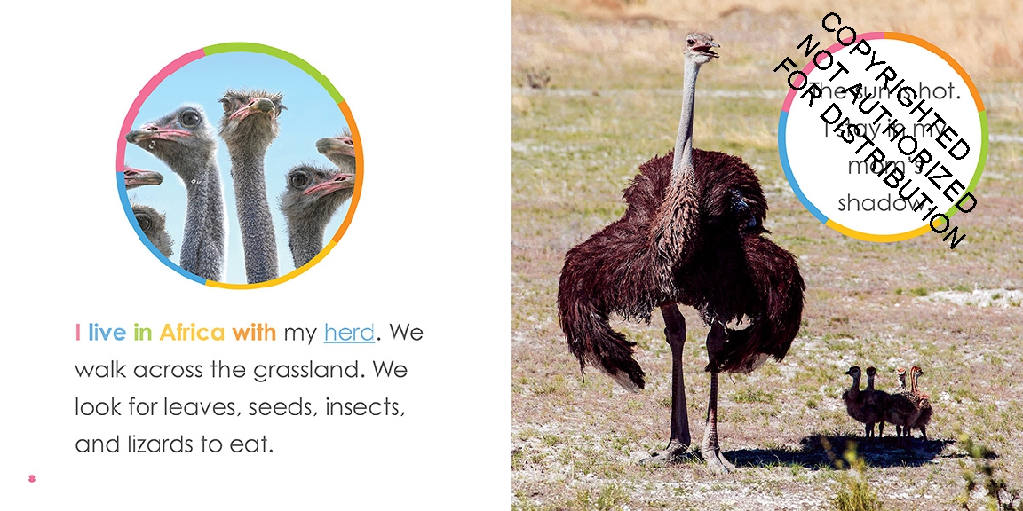 Baby Ostriches