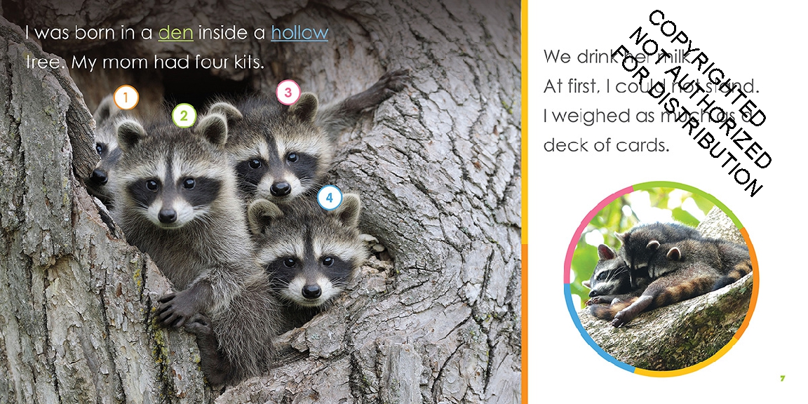 Baby Raccoons