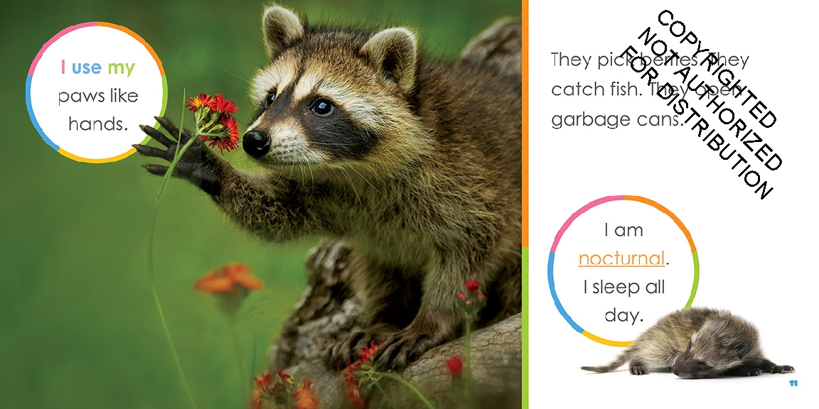 Baby Raccoons