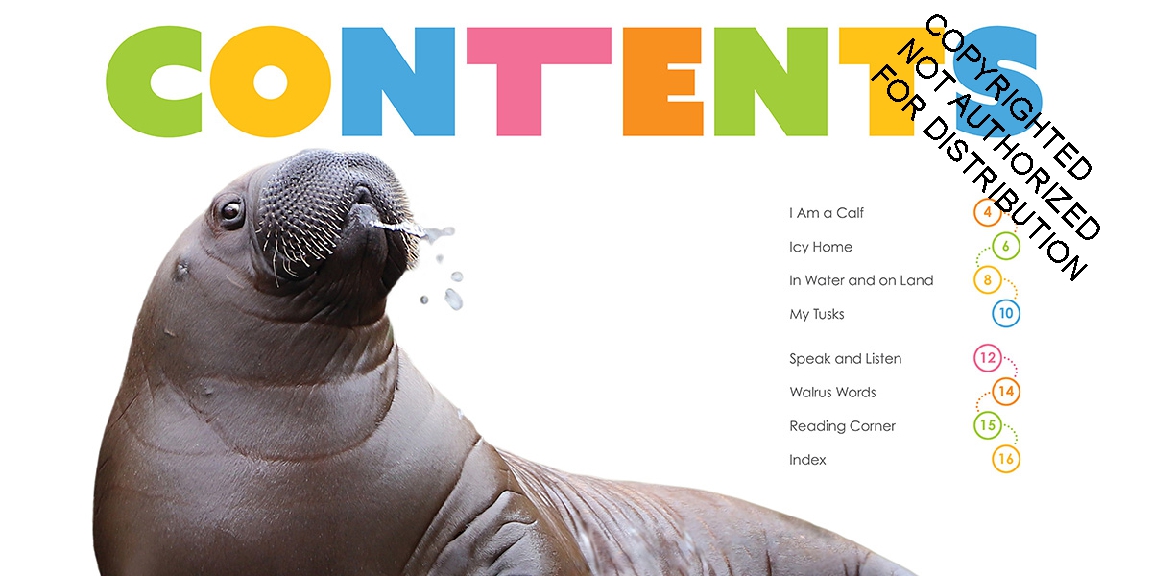 Baby Walruses