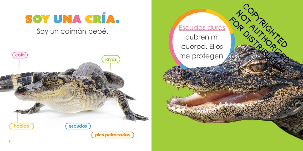 Caimanes bebés