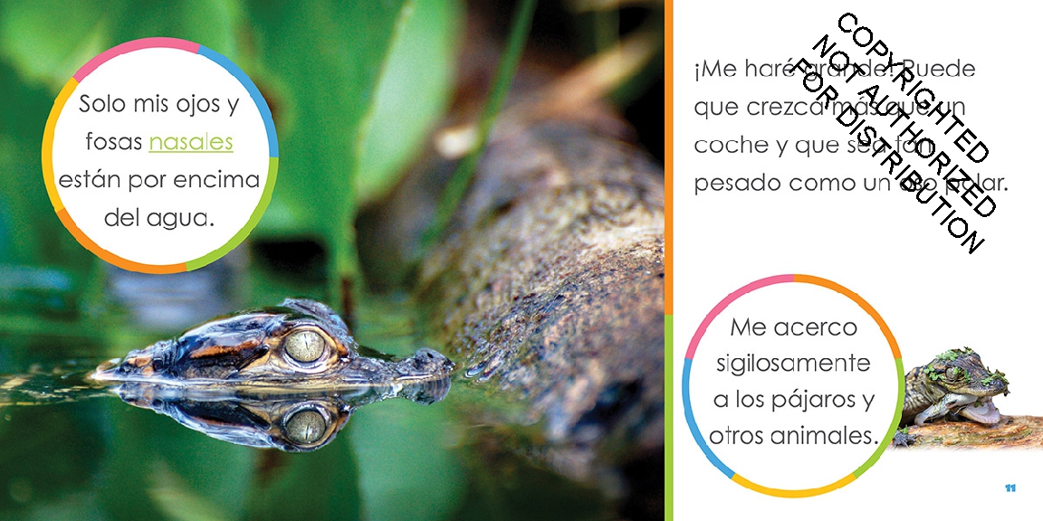 Caimanes bebés