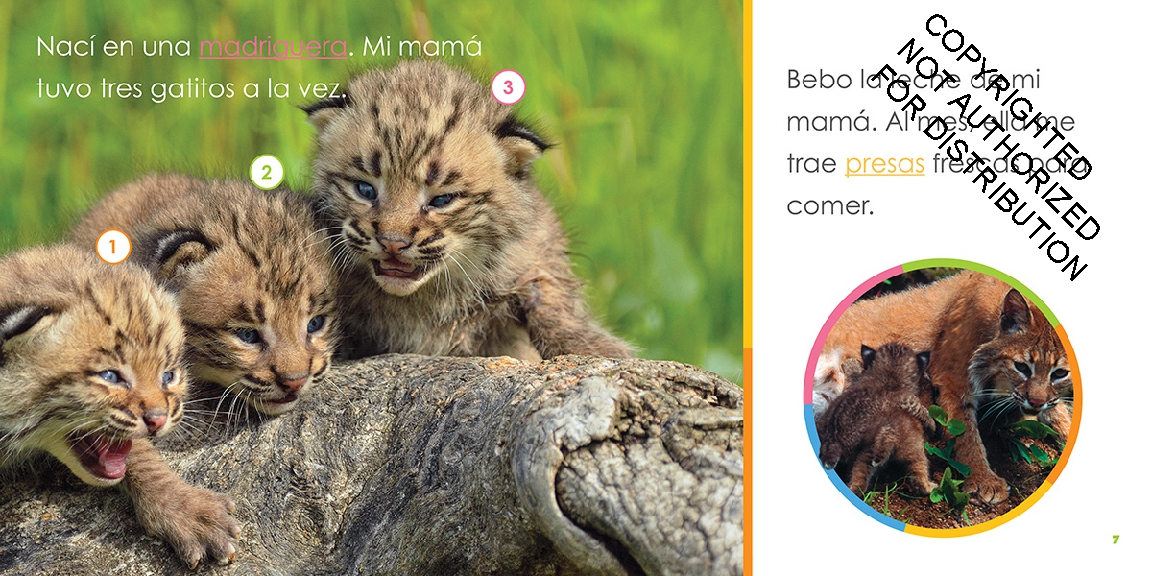 Linces bebés