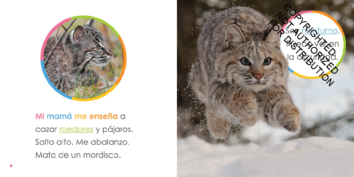 Linces bebés