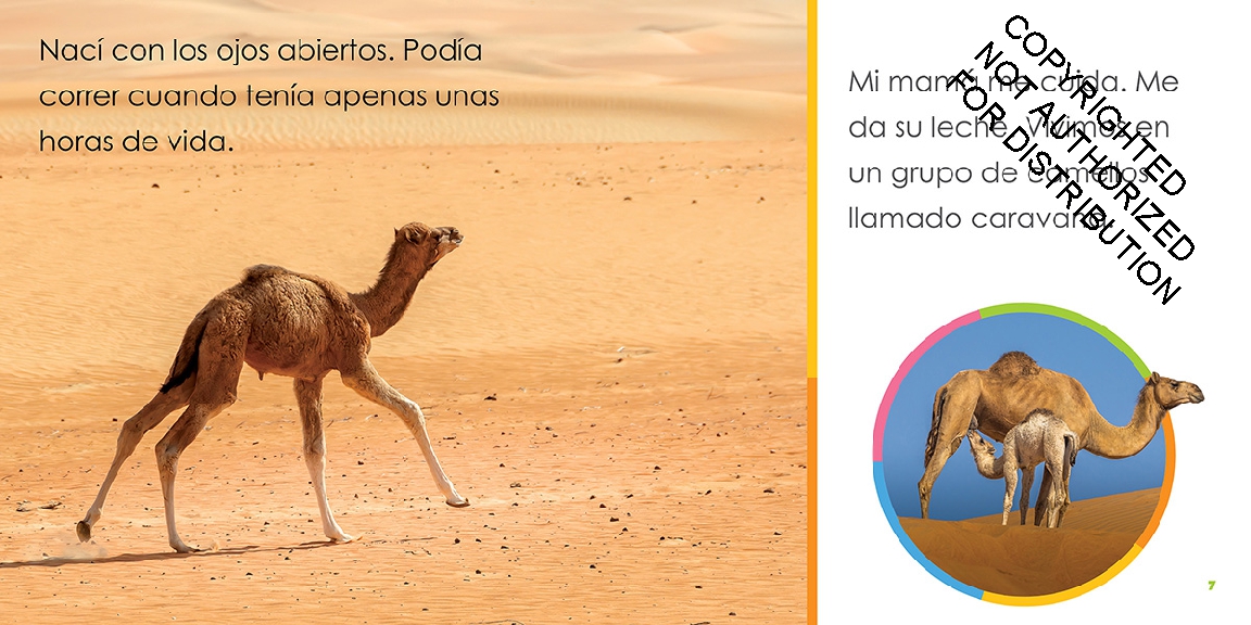 Camellos bebés