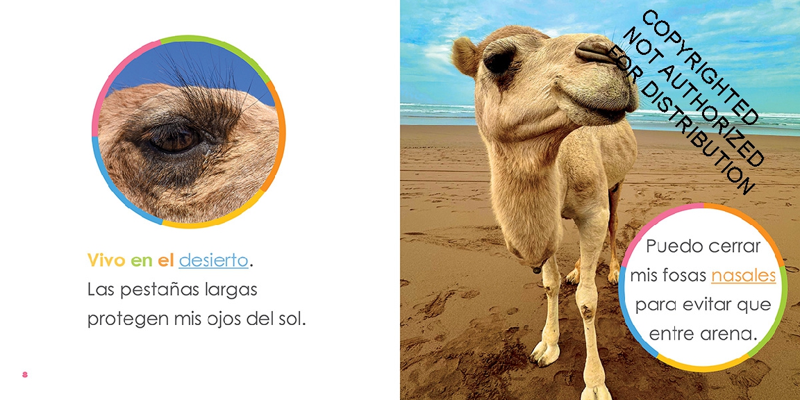 Camellos bebés
