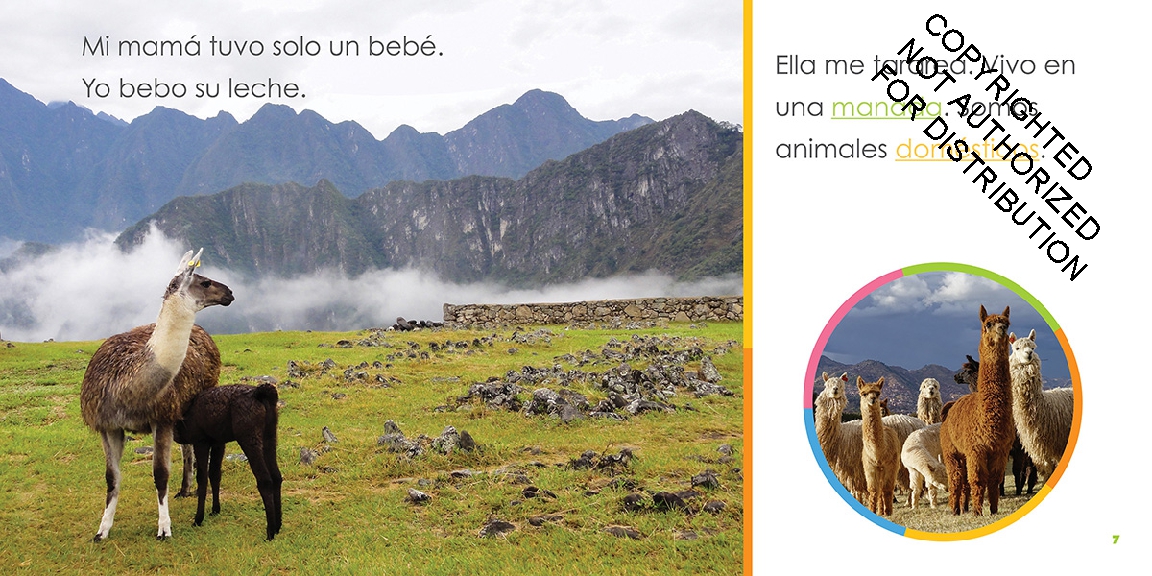 Llamas bebés