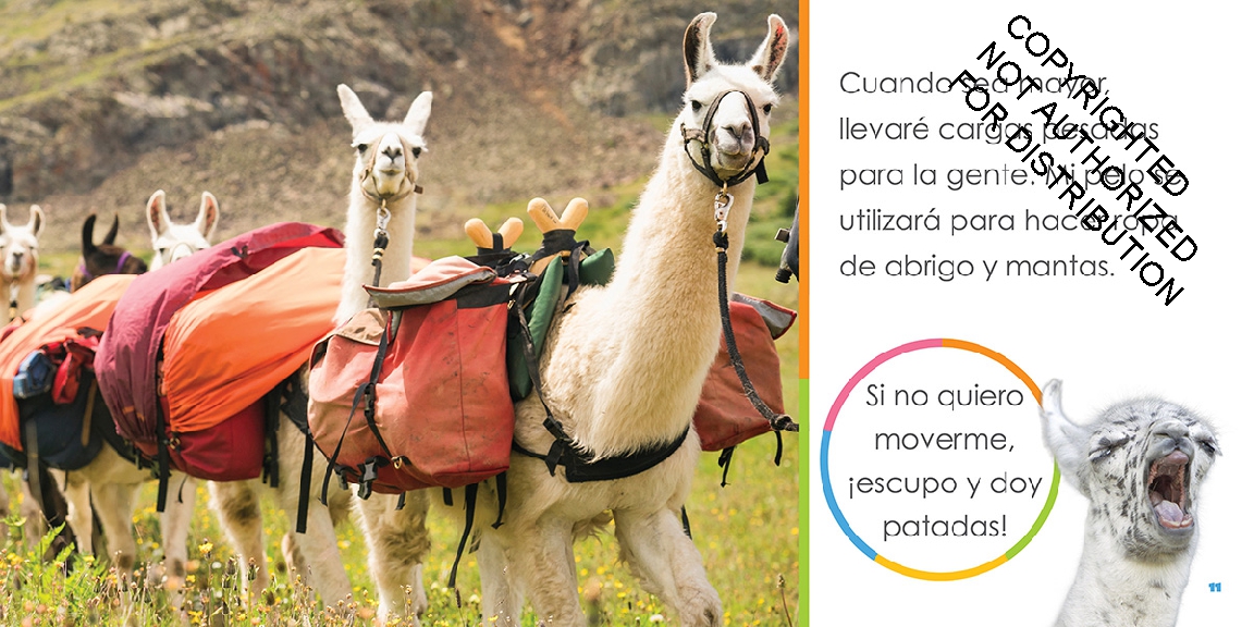 Llamas bebés