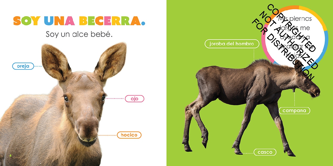 Alces bebés