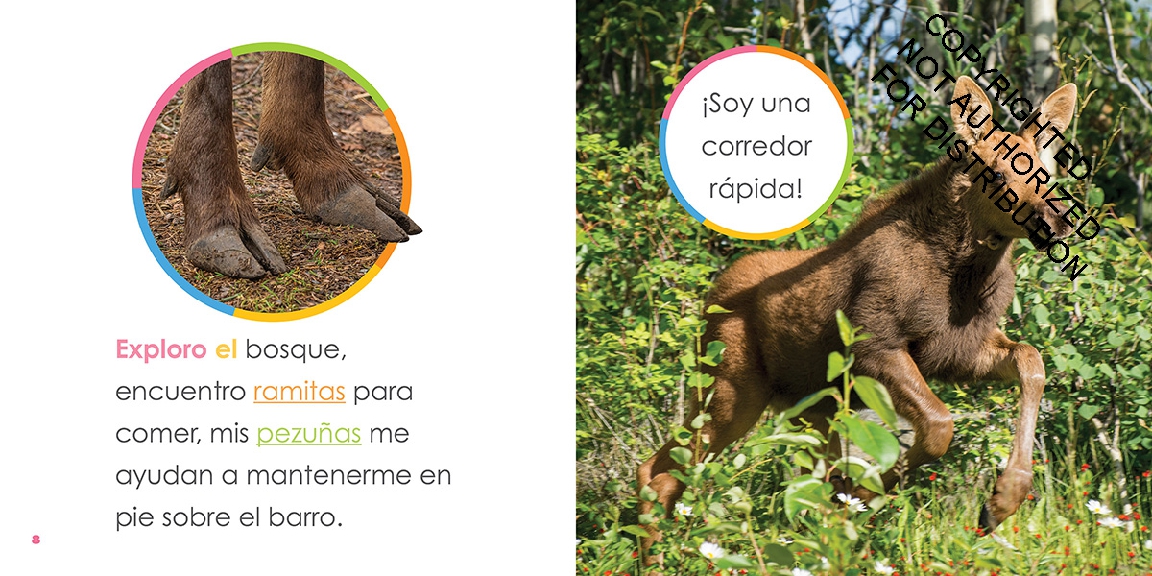 Alces bebés