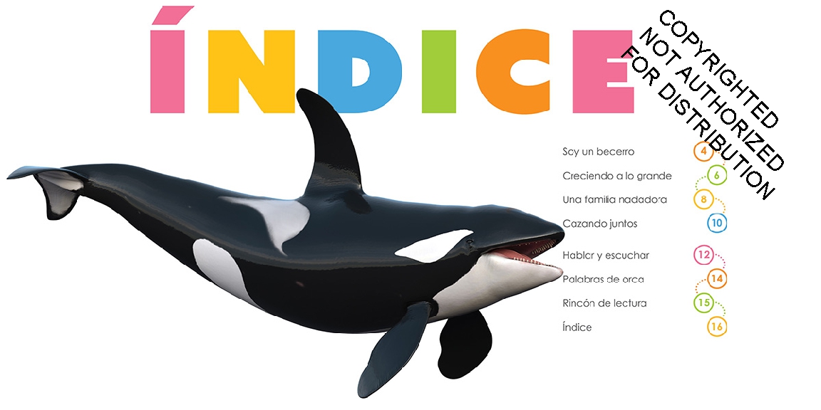 Orcas bebés