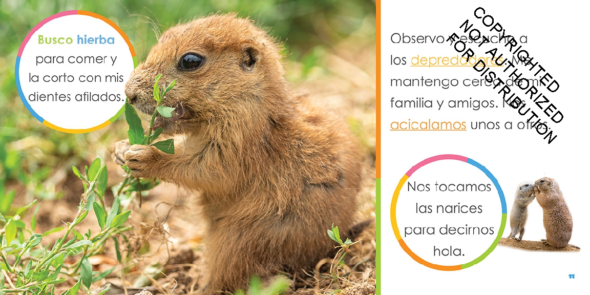 Perros de la pradera bebés
