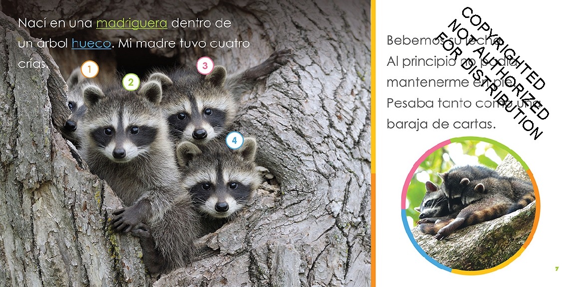 Mapaches bebés