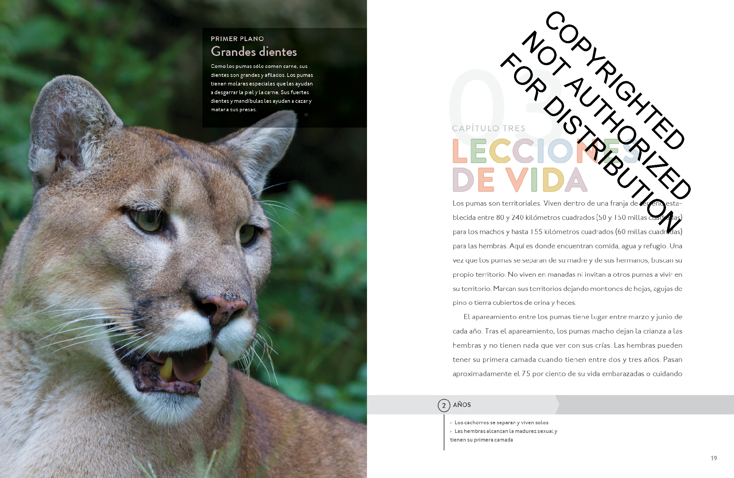 El puma