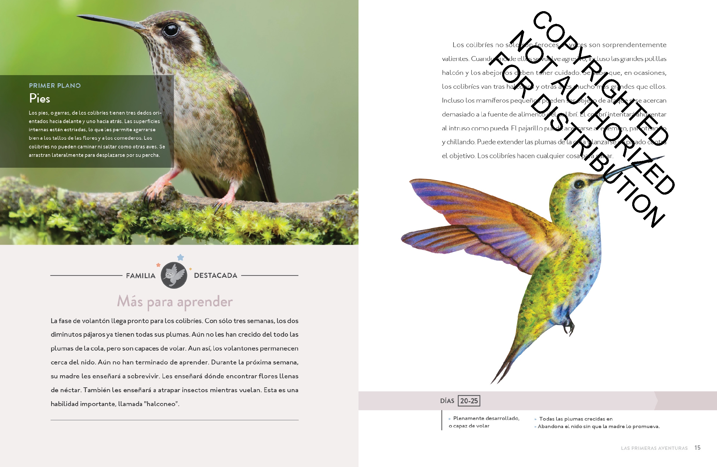 El colibrí