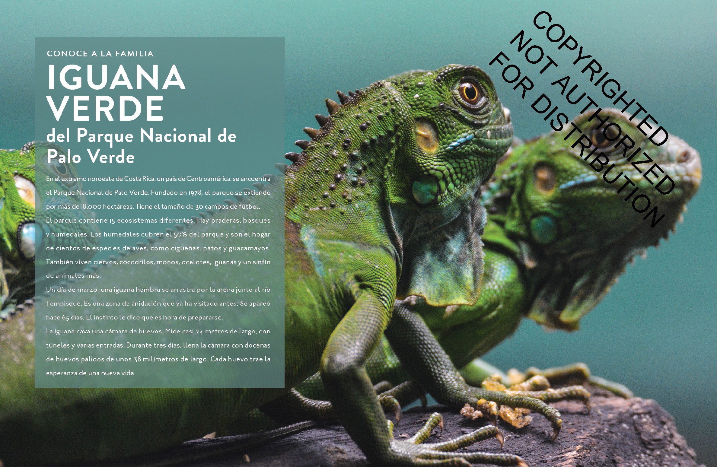 La iguana