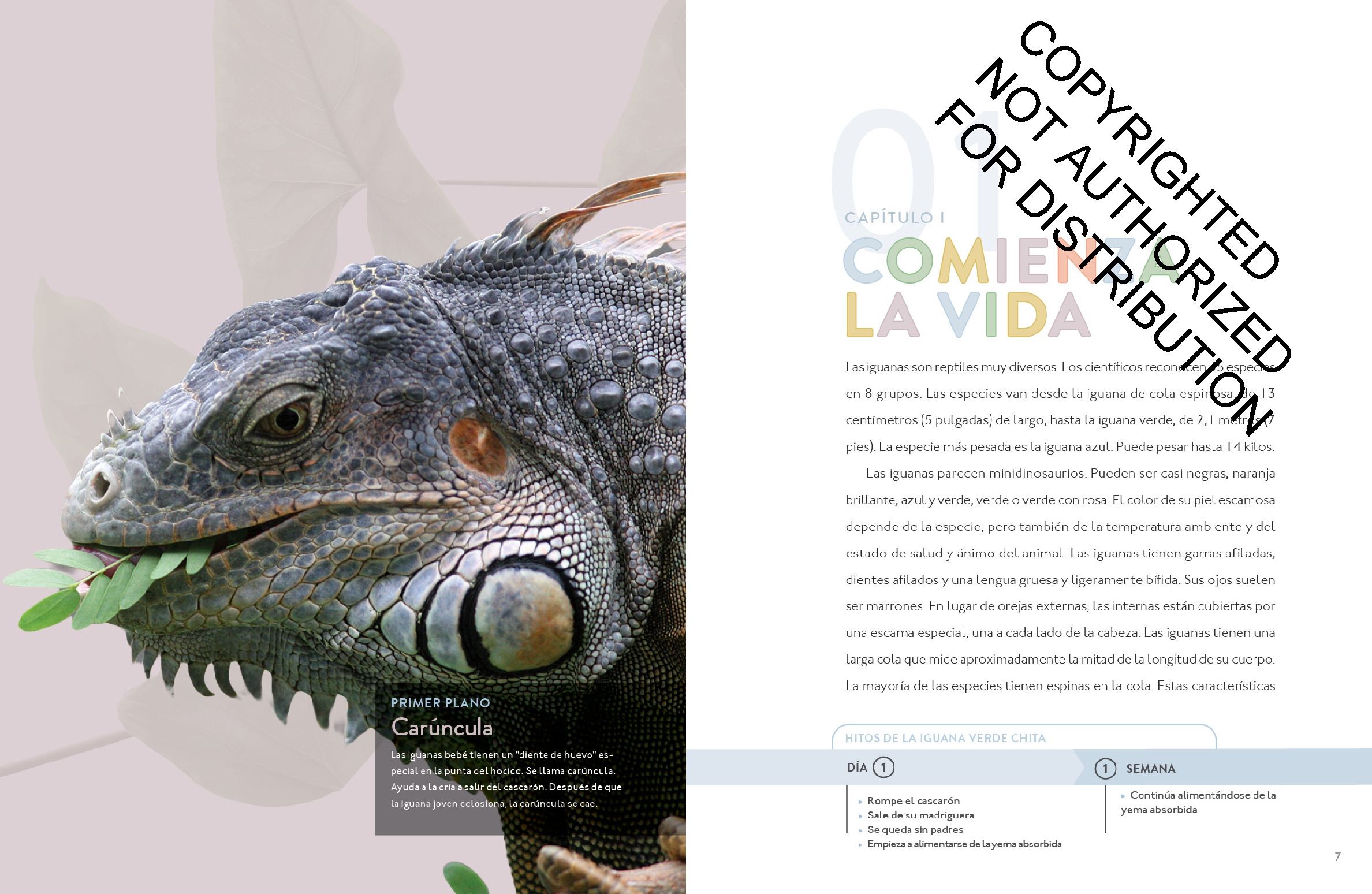 La iguana