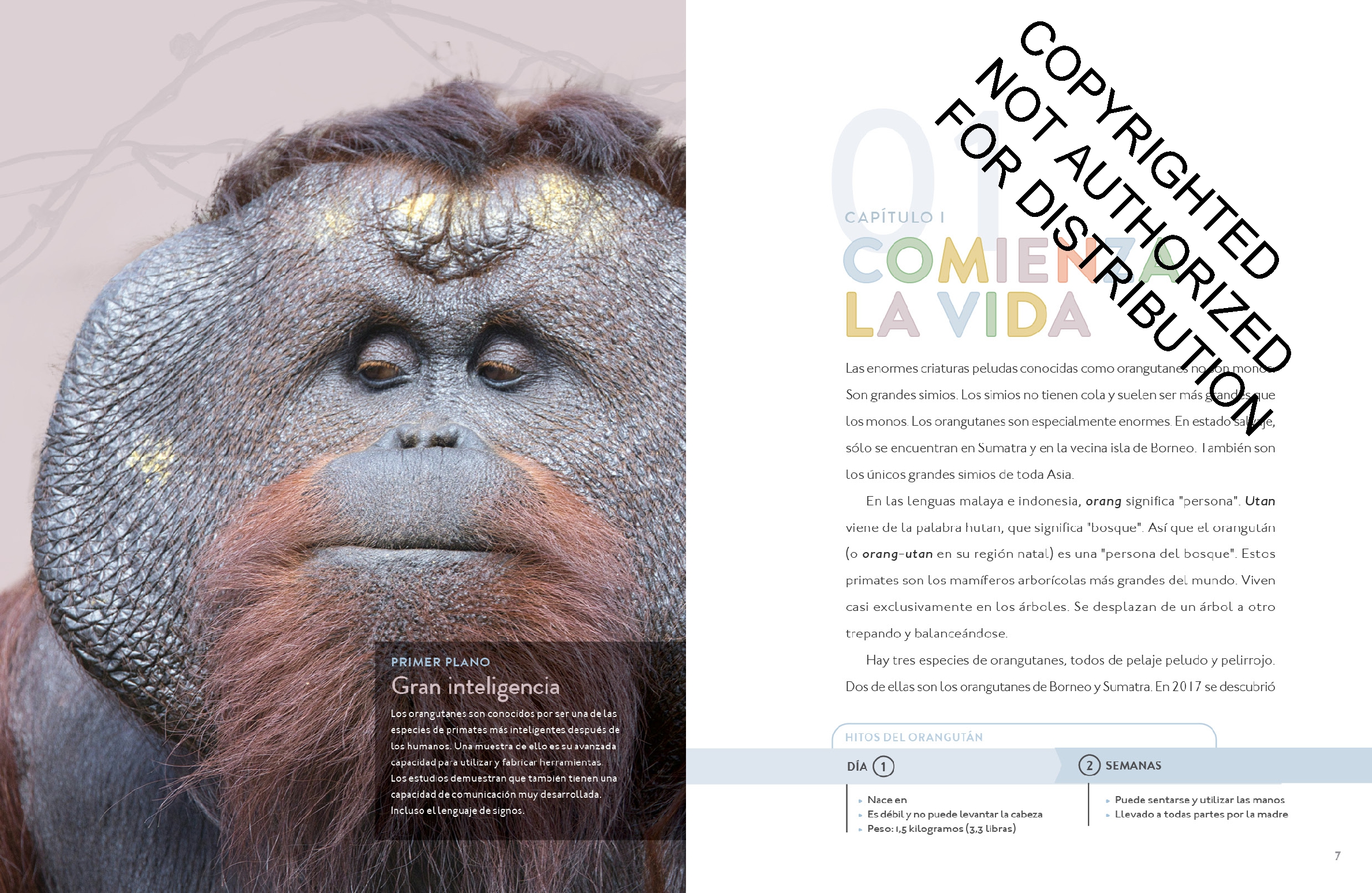 El orangután