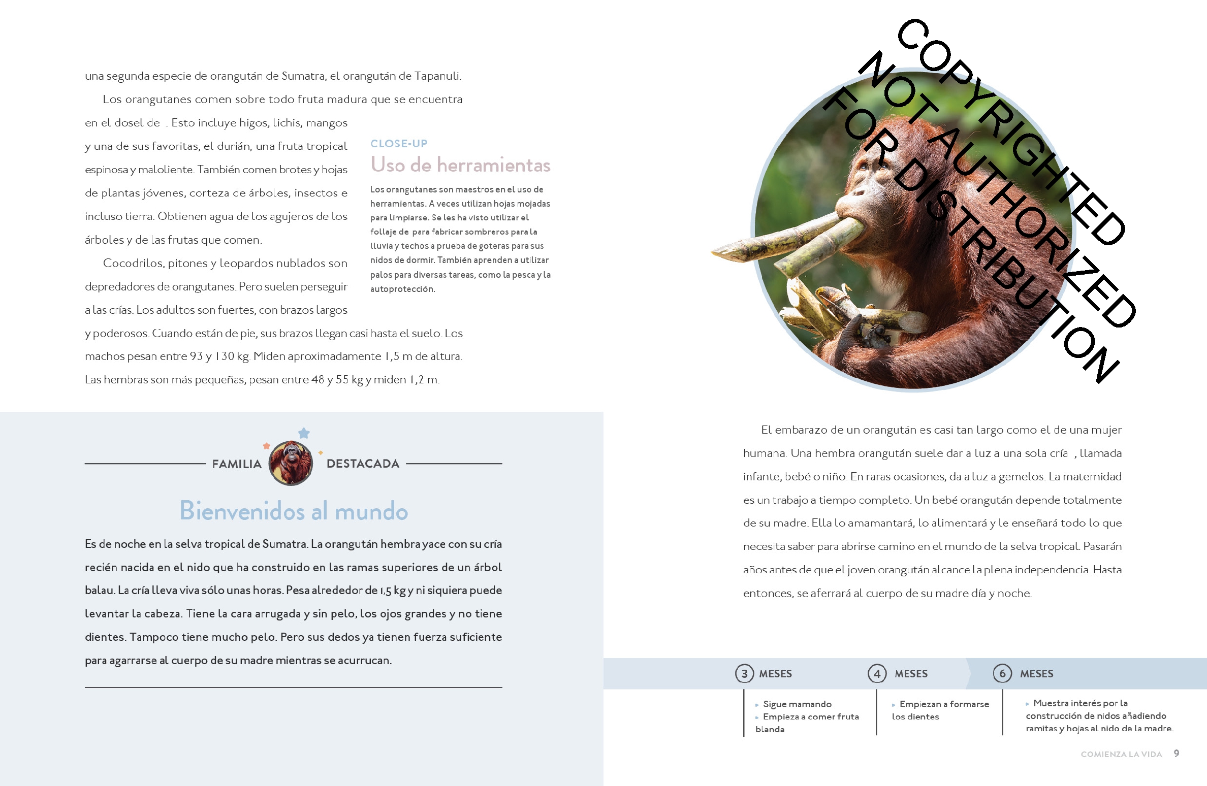 El orangután