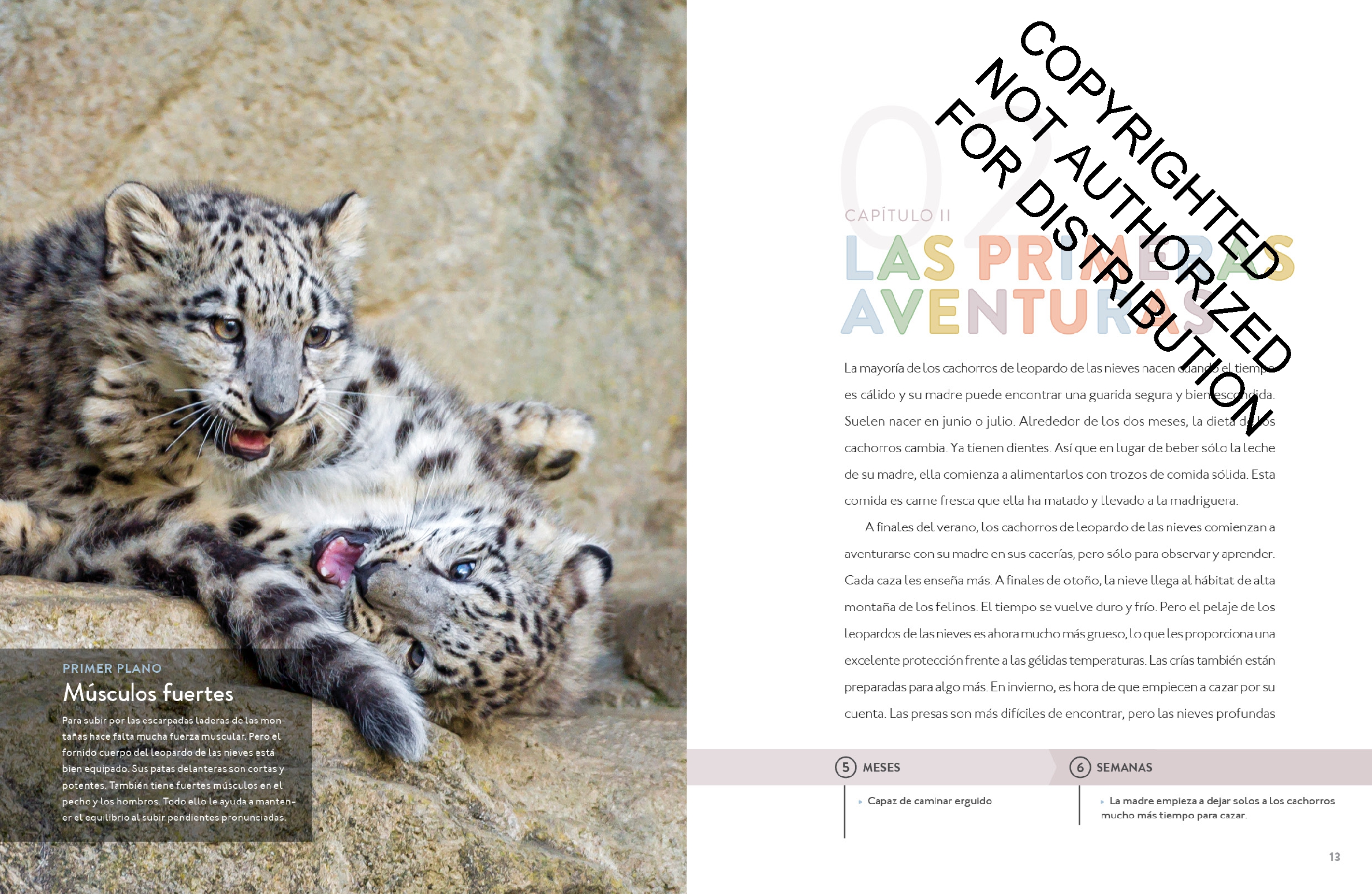 El leopardo de las nieves