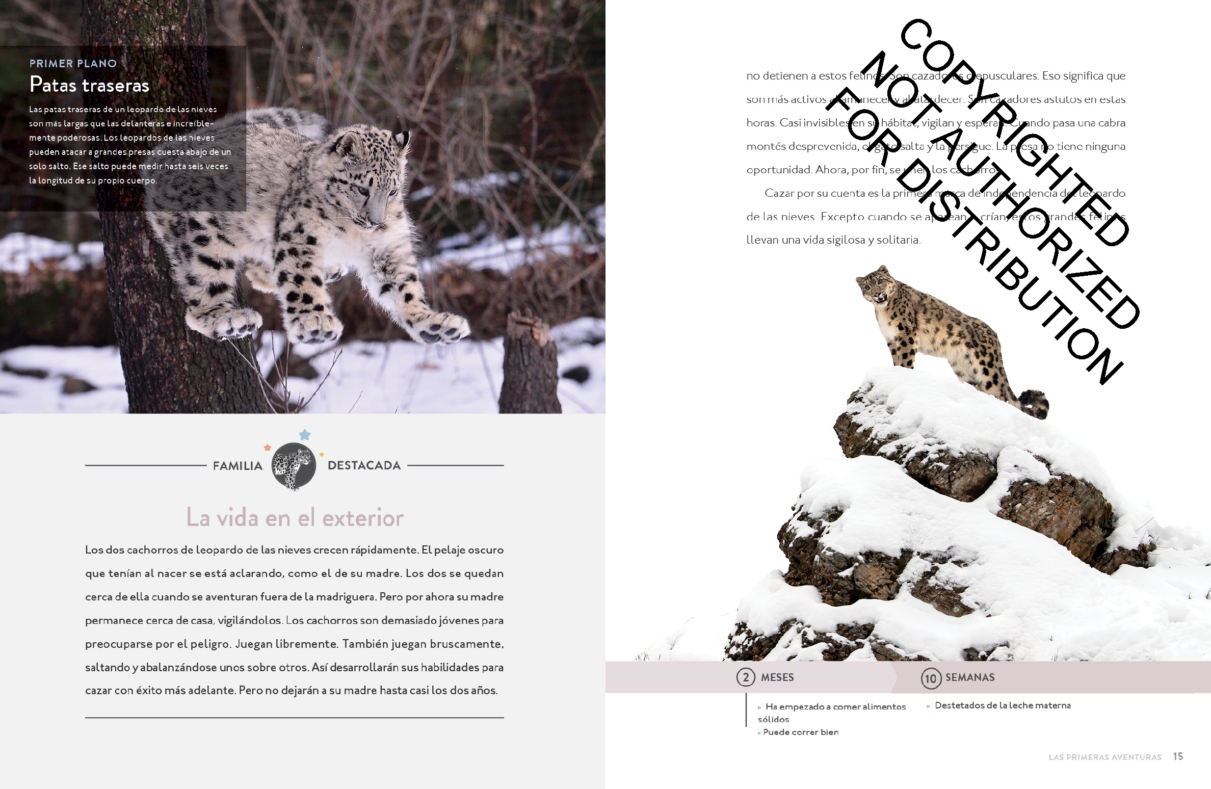 El leopardo de las nieves