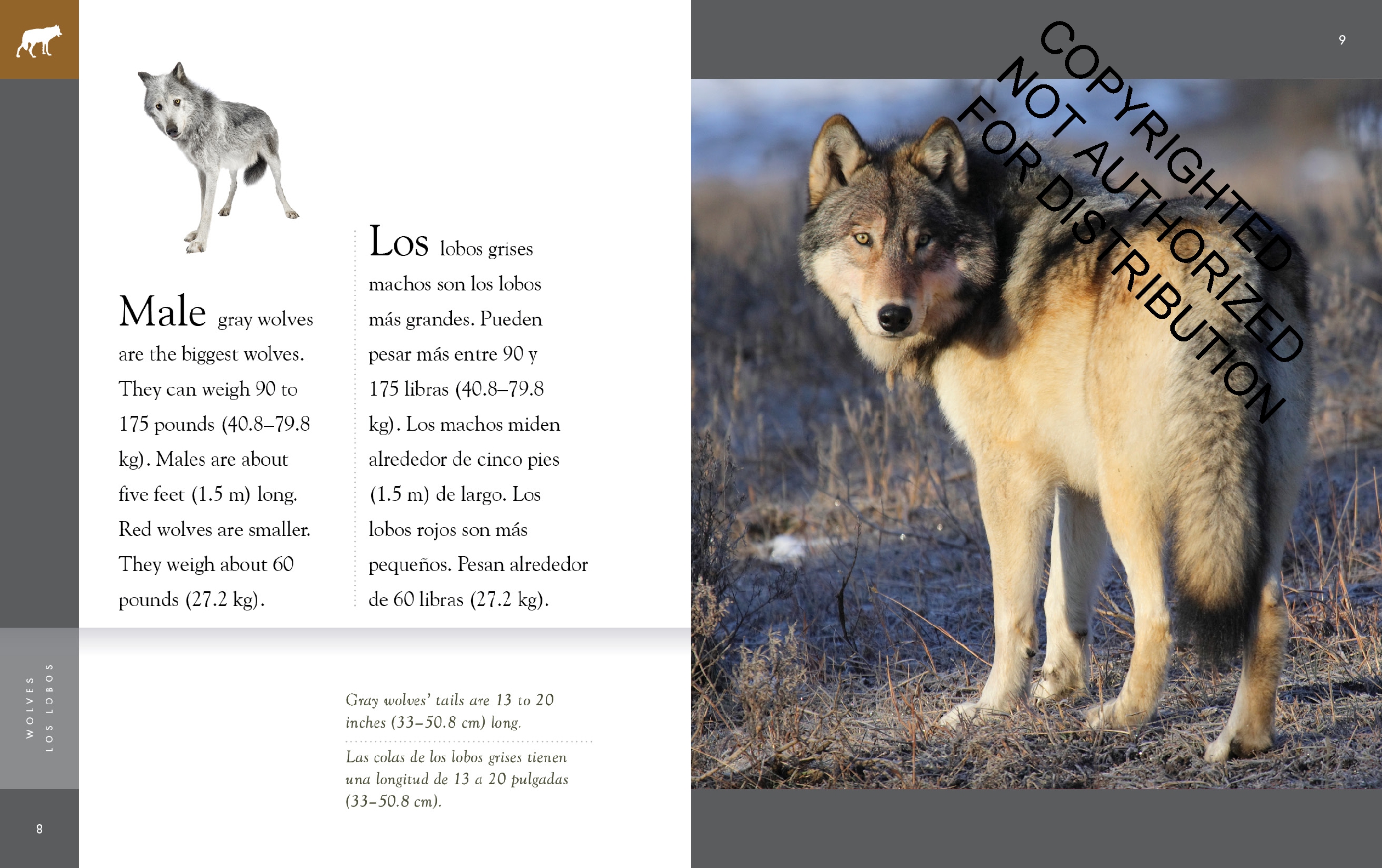 Wolves / Los lobos