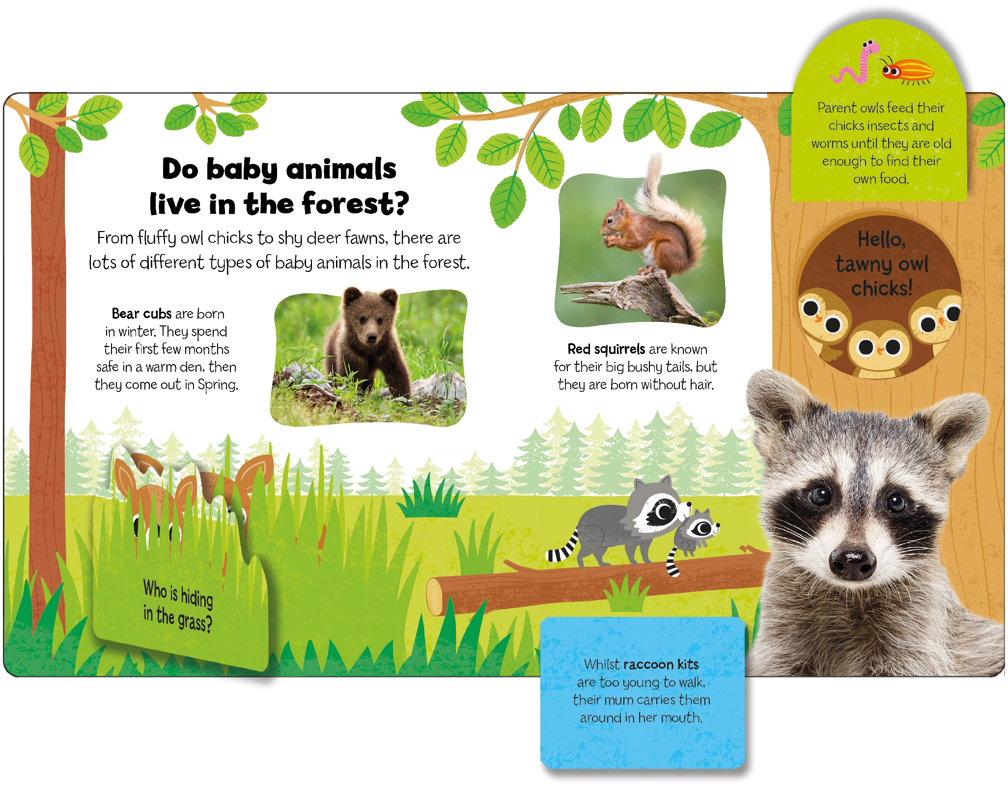 Baby Animals (Little Kids, Big Questions)