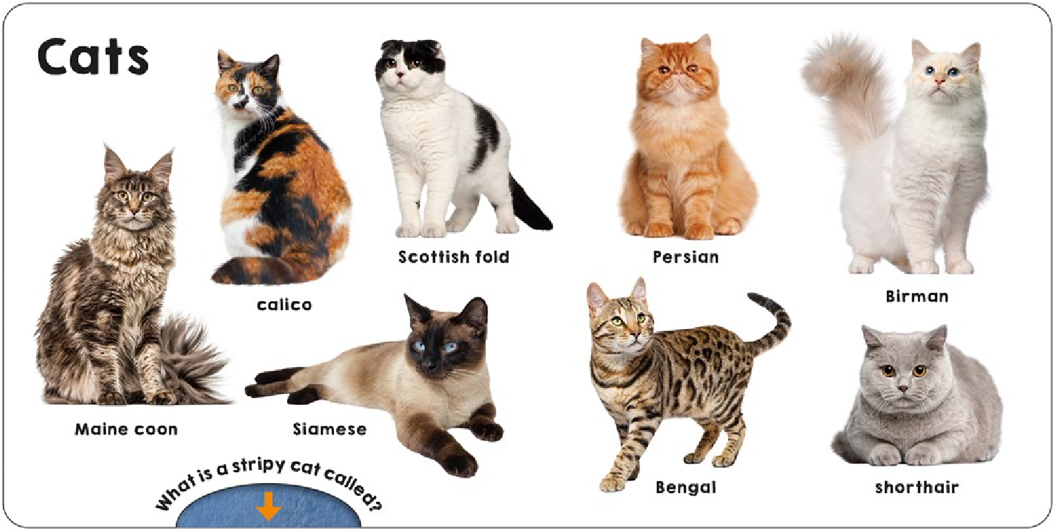 Pets (Slide & Surprise!)