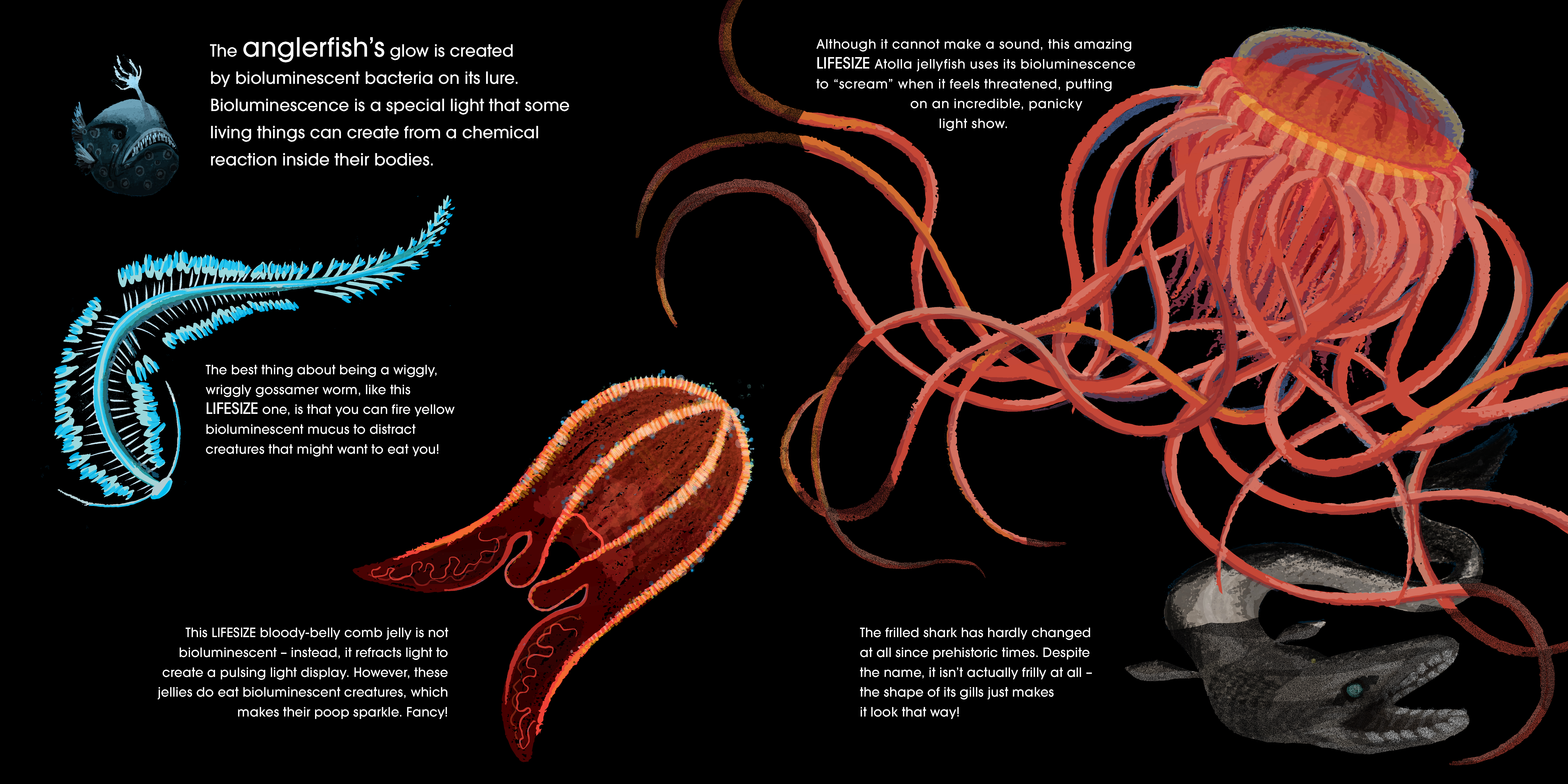 Lifesize Ocean Animals