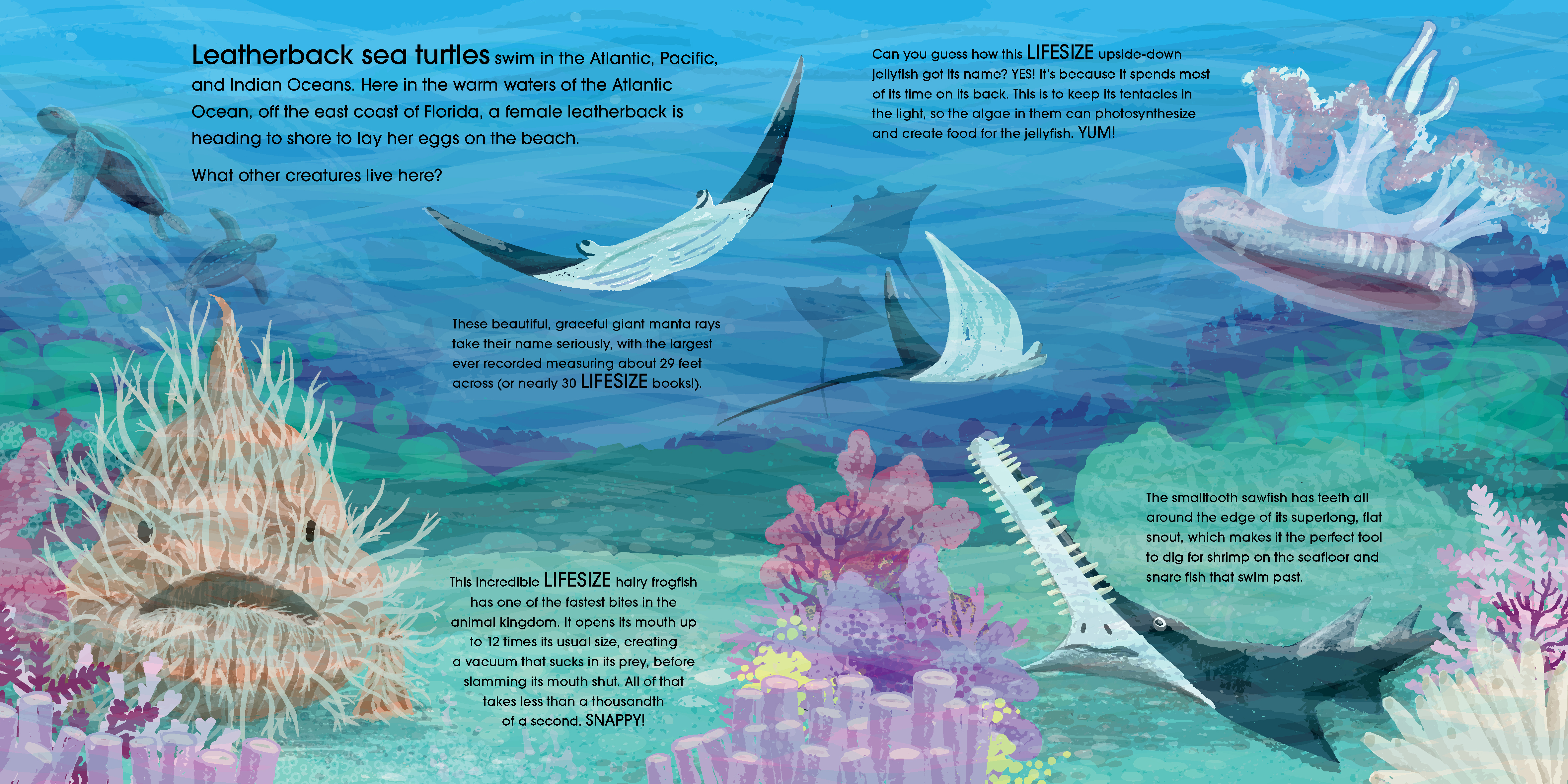 Lifesize Ocean Animals