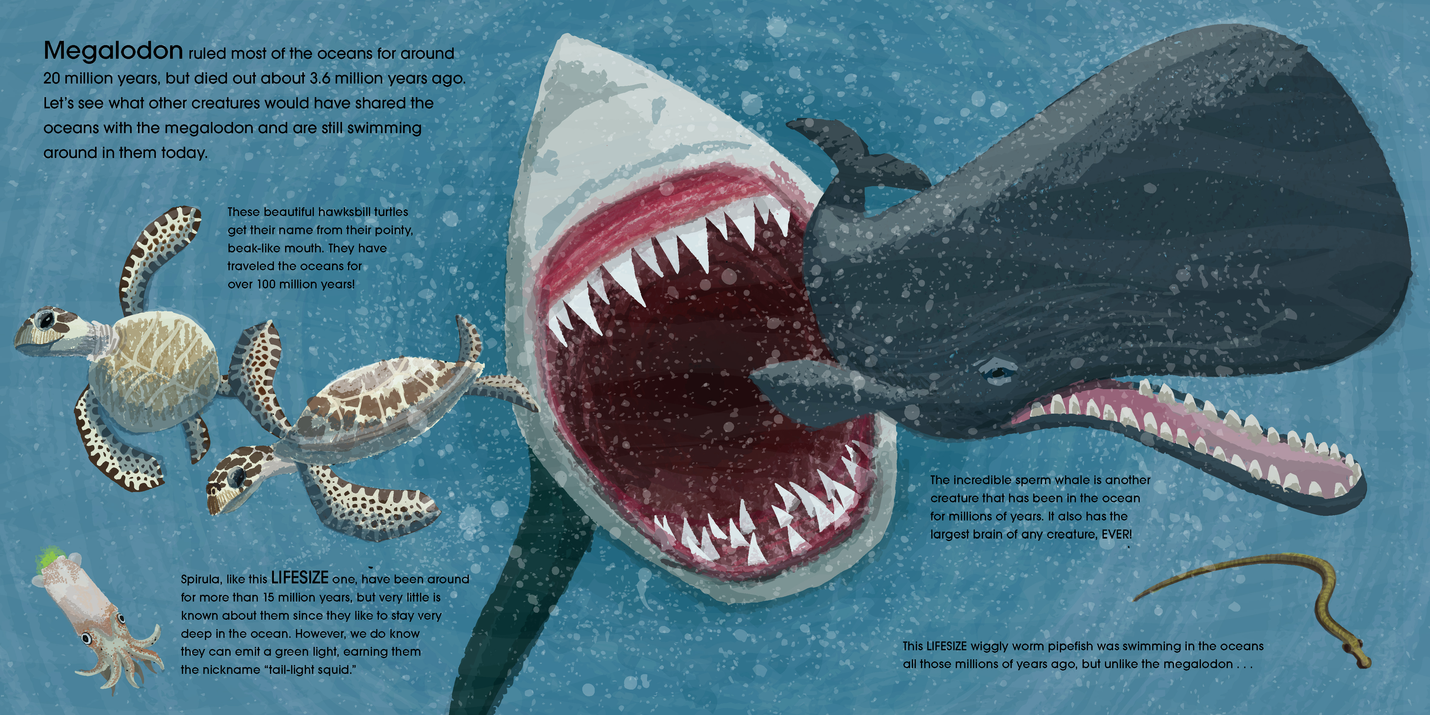Lifesize Ocean Animals