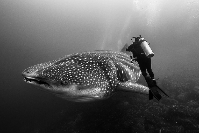 Ultimate Dive Sites
