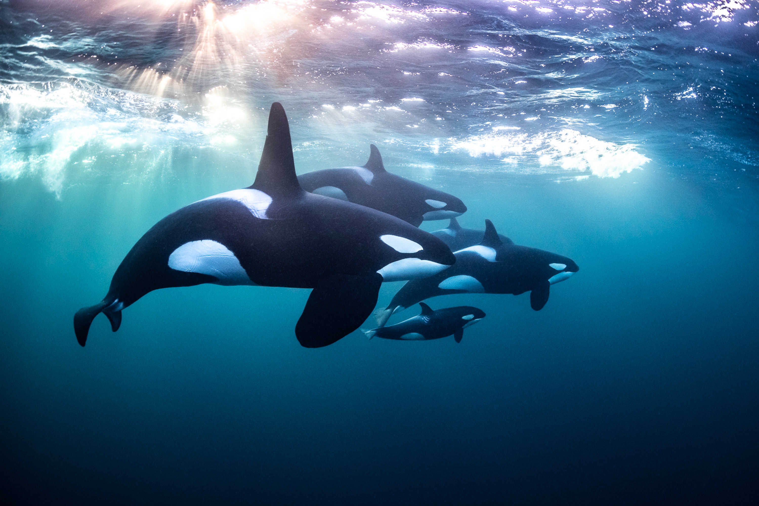 Ultimate Dive Sites