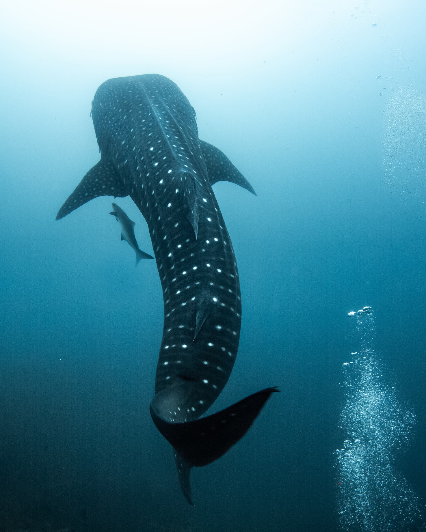 Ultimate Dive Sites