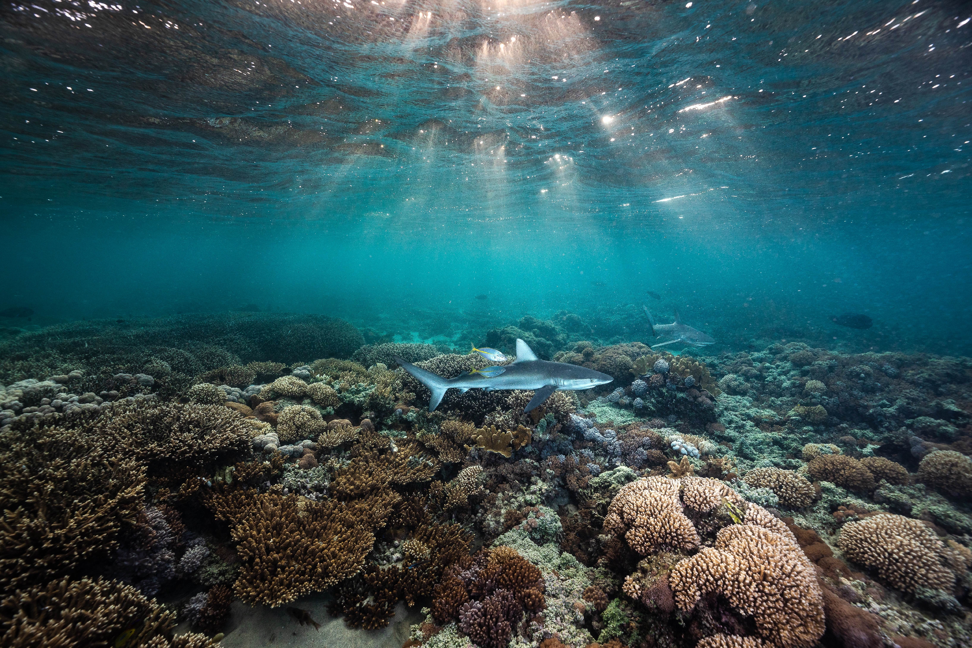 Ultimate Dive Sites