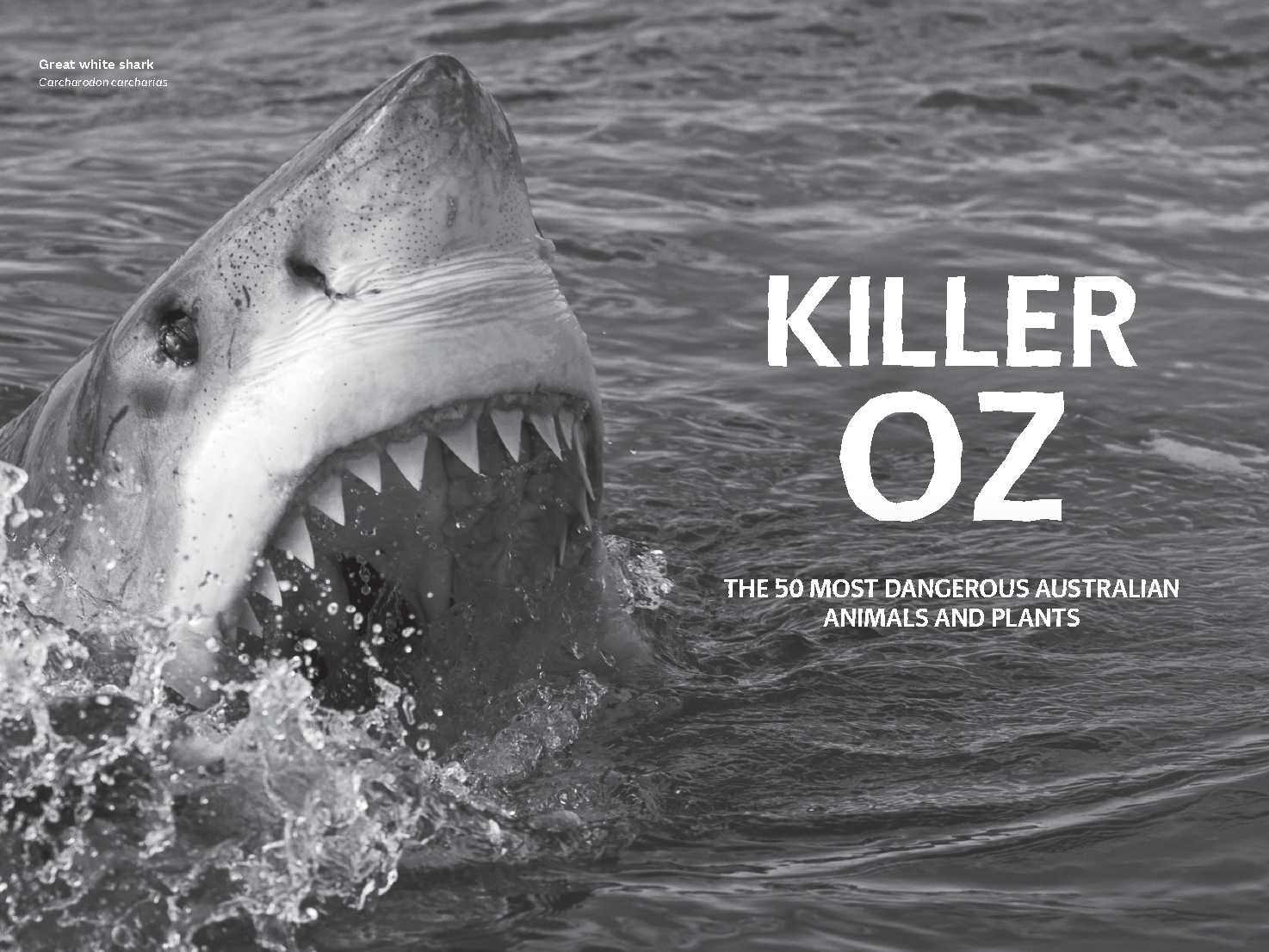 Killer Oz