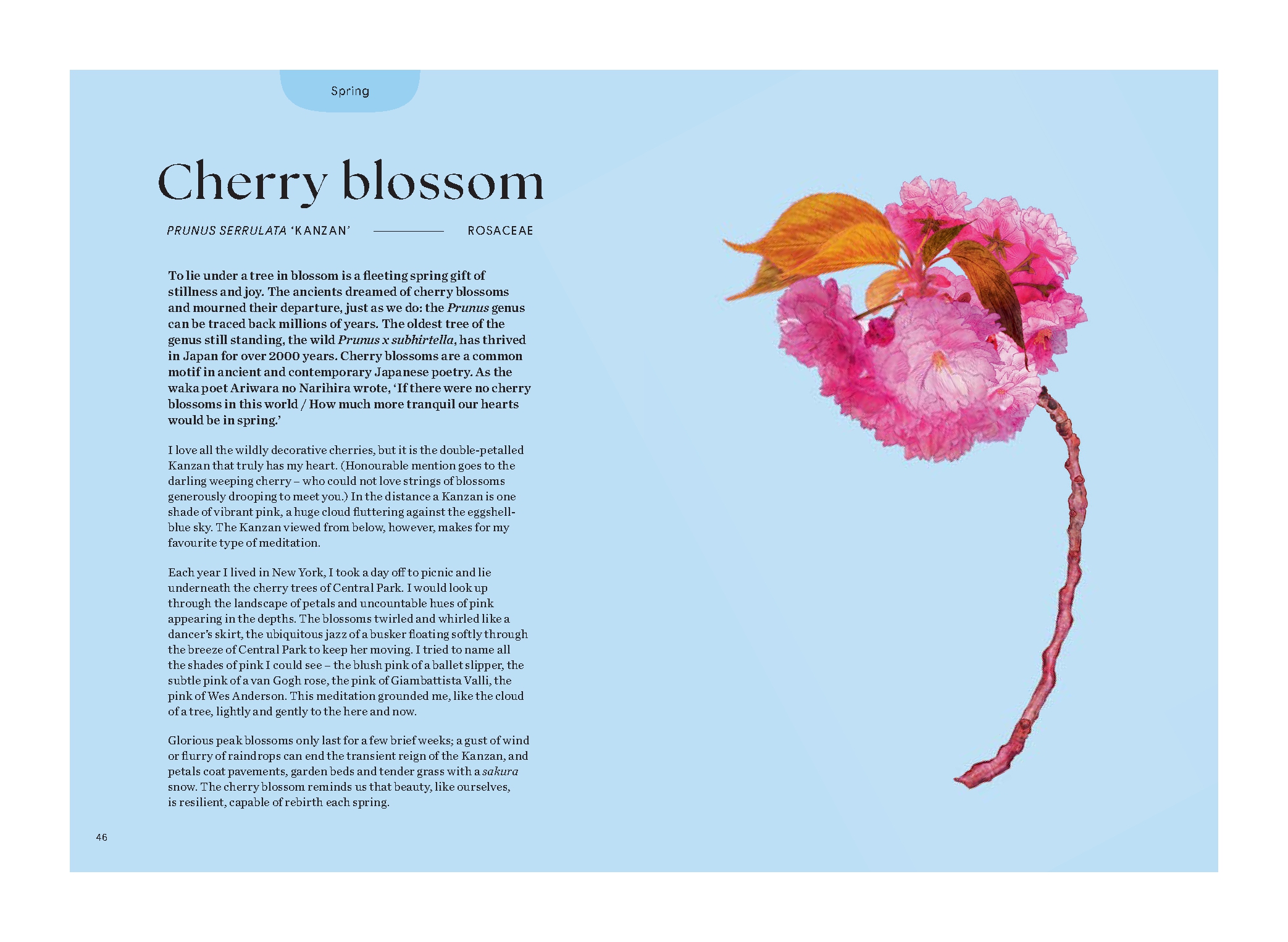 Blossom