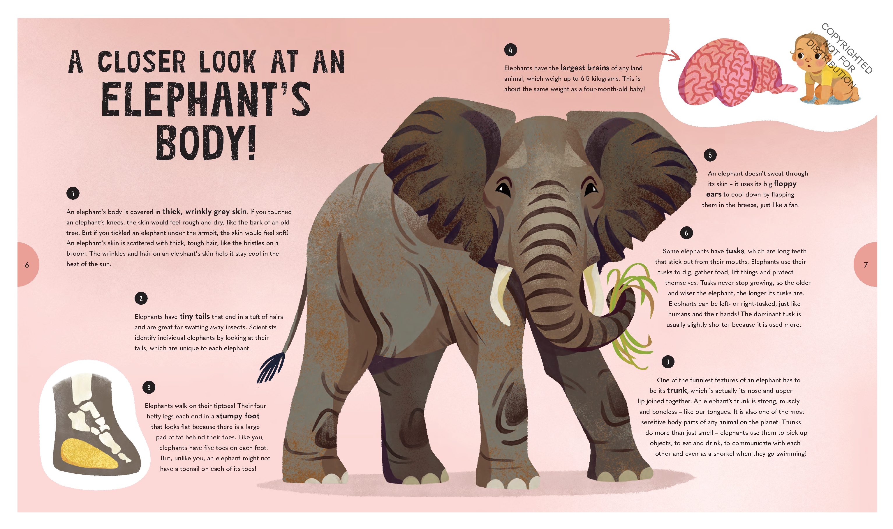 Extraordinary Elephants