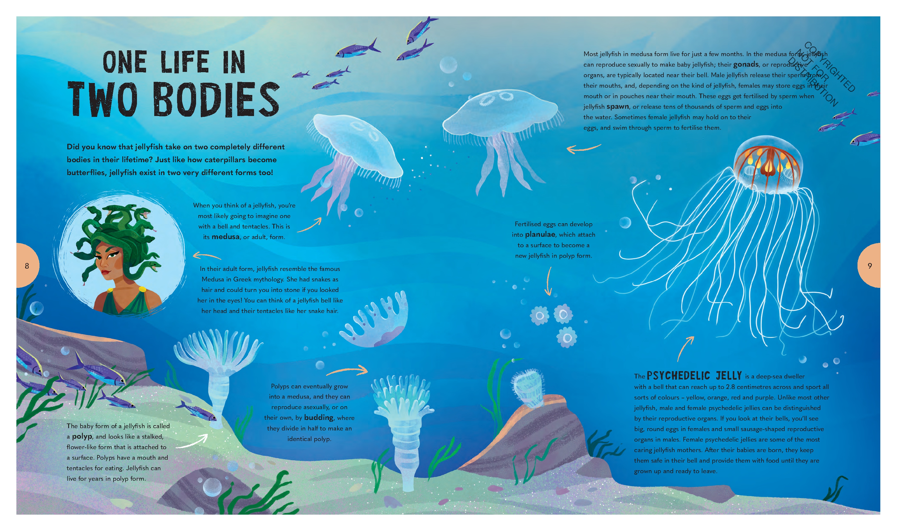 Jiggliest Jellyfish