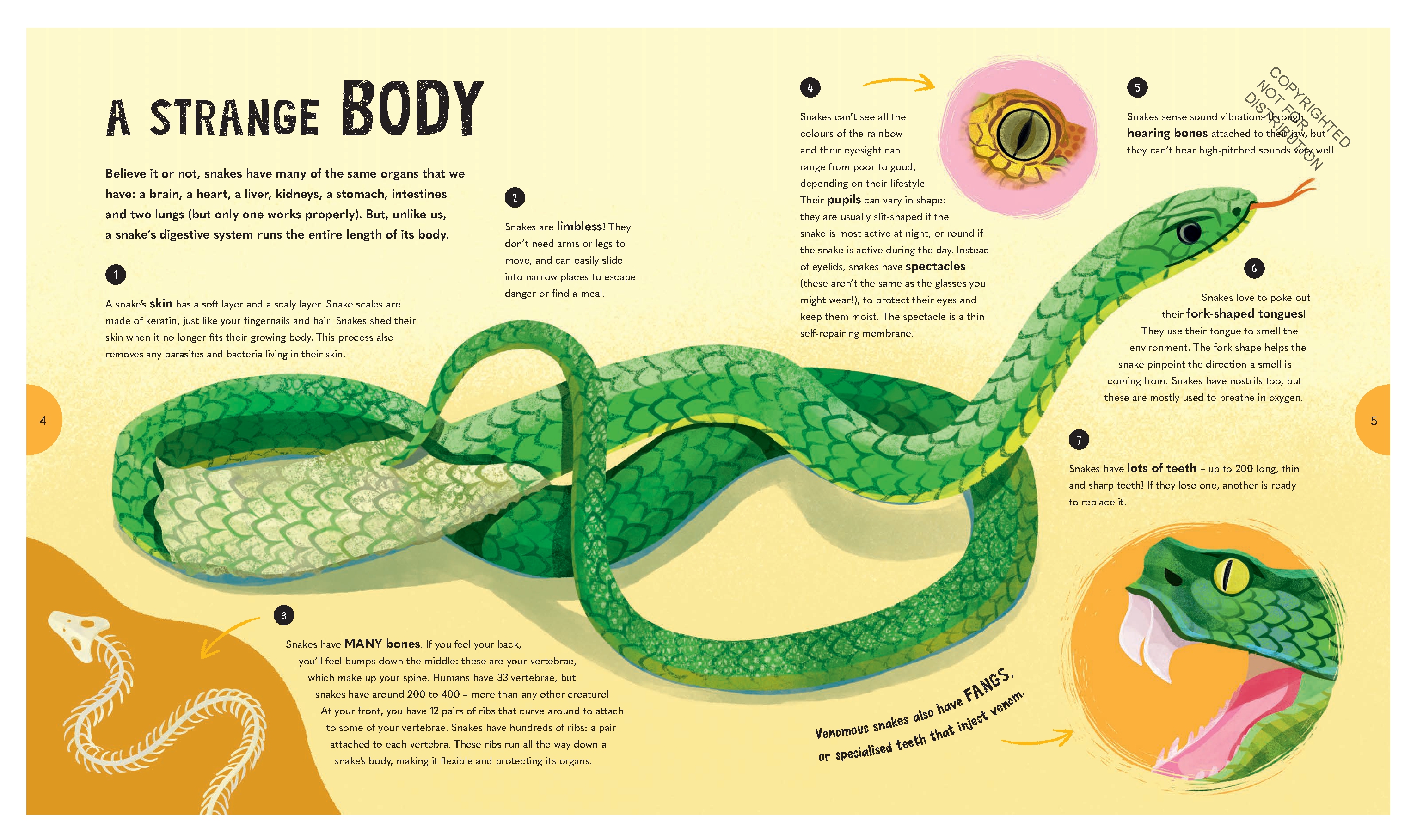 Spectacular Snakes