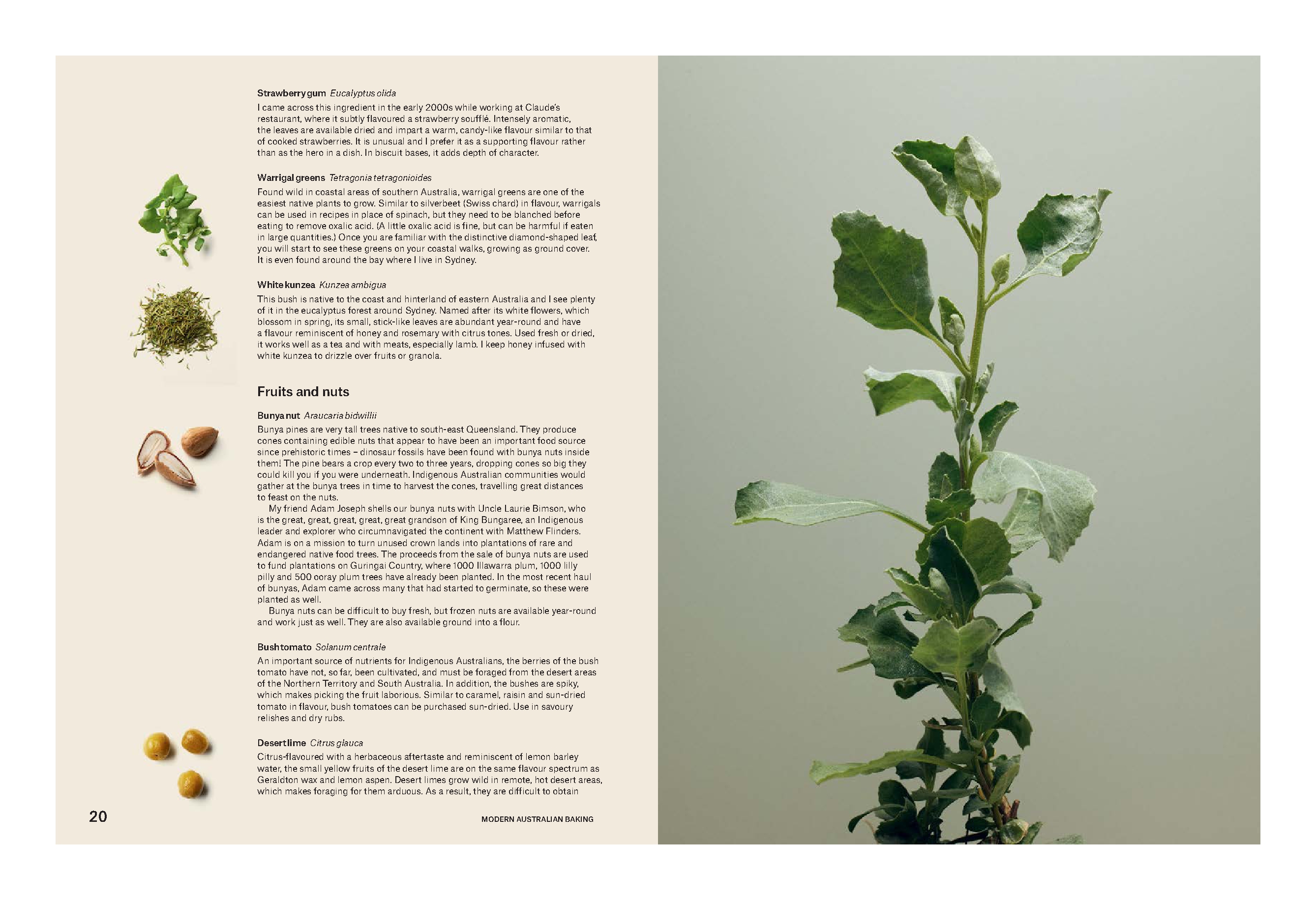 Modern Australian Baking