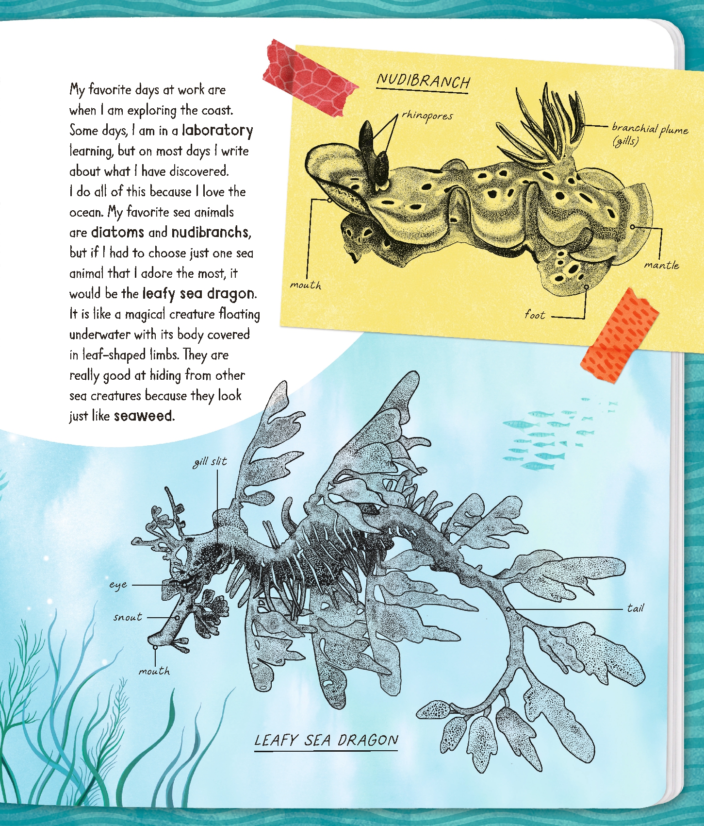 Diary of a Marine Biologist